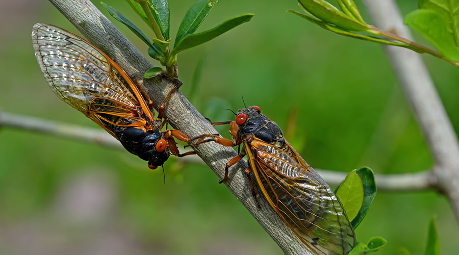 cicadas on tree